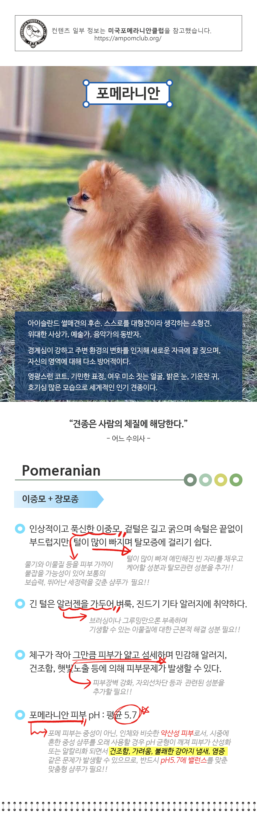 포메라니안